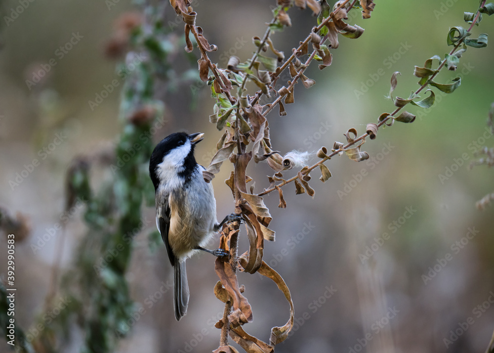 Fototapeta premium Black-capped Chickadee, Poecile atricapillus, standing on long tall twig in autumn colours