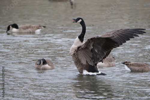 a Canada Geese (Branta canadensis) part of a flock opening wings in display to others calling with tongue visible © joseph roland