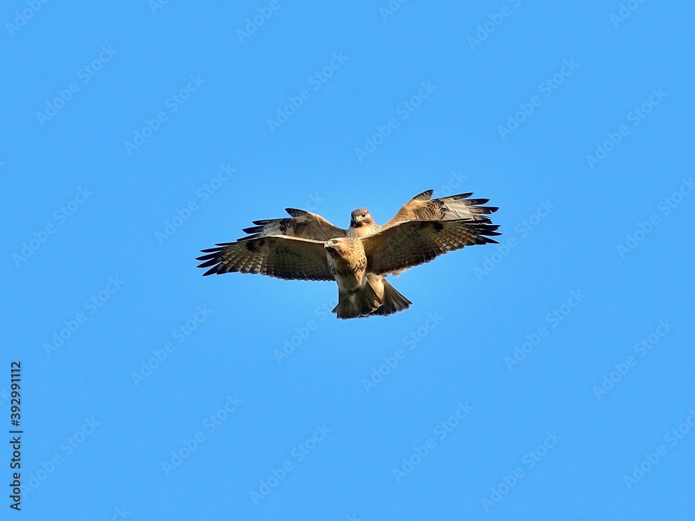 Obraz premium 青空バックにノスリのバトルシーン