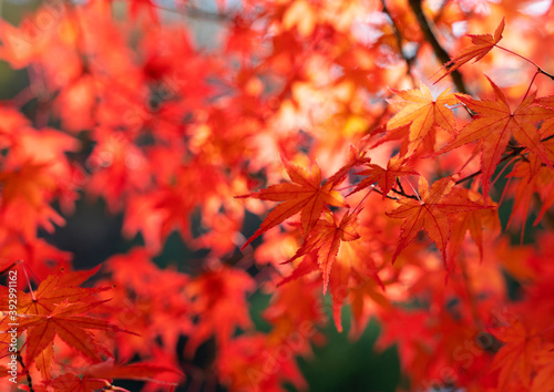 Japanese red leaves on the entire screen