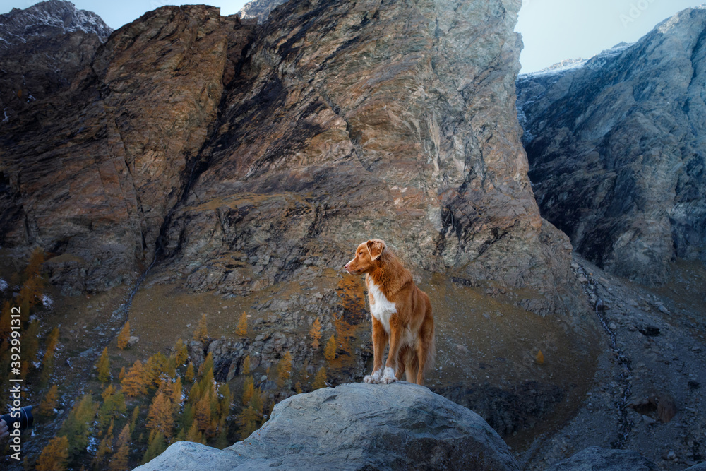 dog in the autumn mountains . Nova Scotia Duck Tolling Retriever on peak at sunset. Italian landscape dog in the autumn mountains . Nova Scotia Duck Tolling Retriever on peak at sunset. Italian landscape
