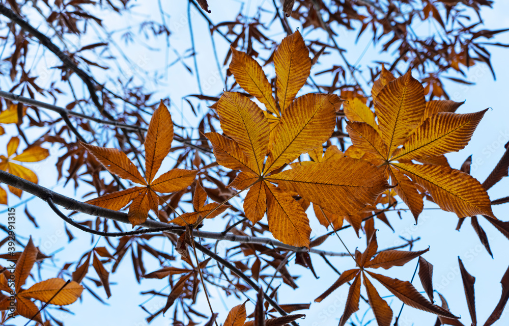 Japanese horse chestnut leaves and the sky