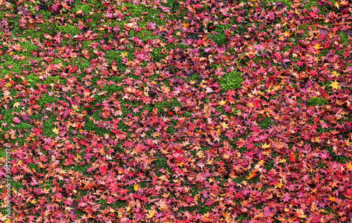 Japanese red leaves falling on the moss