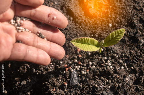 Top view hand man of a farmer giving fertilizer to green plants.Small plants on the ground in spring,Photo fresh and Agriculture concept idea.