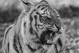 Tiger (Panthera tigris) black and white closeup roaring with mouth open teeth showing in fall Autumn leaves in background