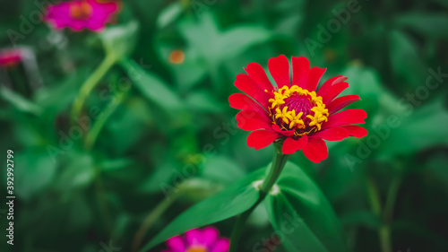 red flowers bloom perfectly in the garden