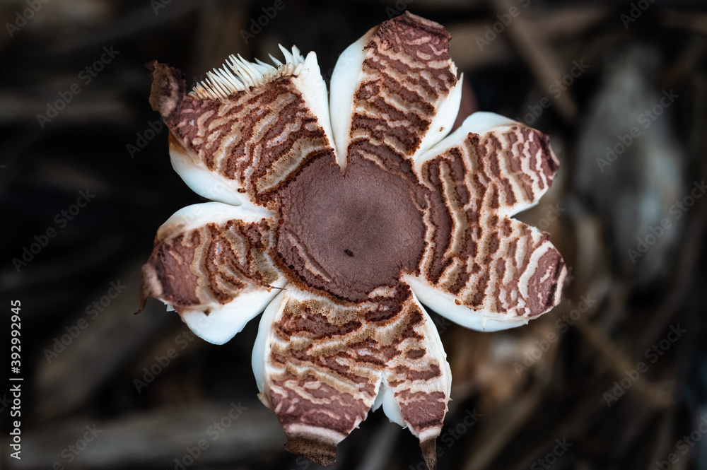 Nature Abstract: Caps of a Parasol Mushroom