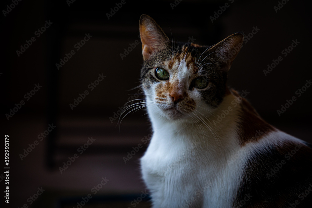 black and white cat