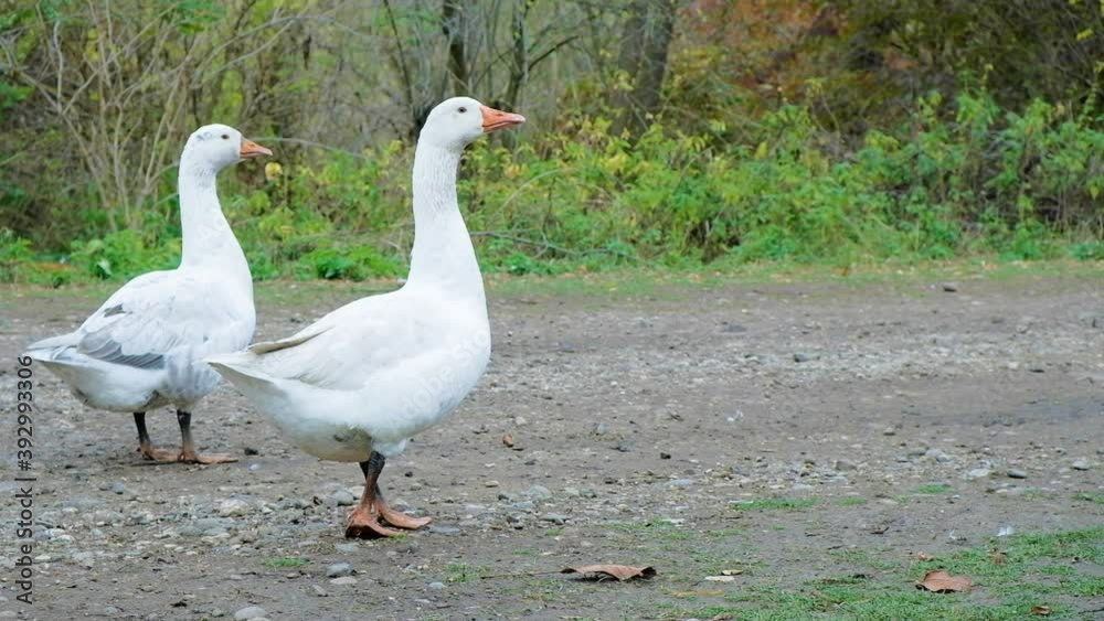 Domestic geese walk down the street on a farm on a summer day Domestic geese walk down the street on a farm on a summer day