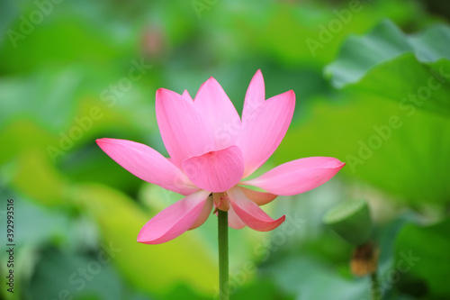 Beautiful pink lotus  close-up photos