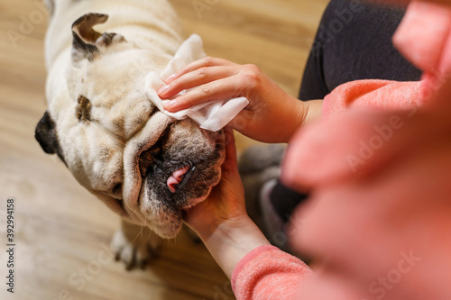 Unknown caucasian woman taking care of her dog - Hands of female girl using wet wipe to clean head of her pet adult senior english bulldog