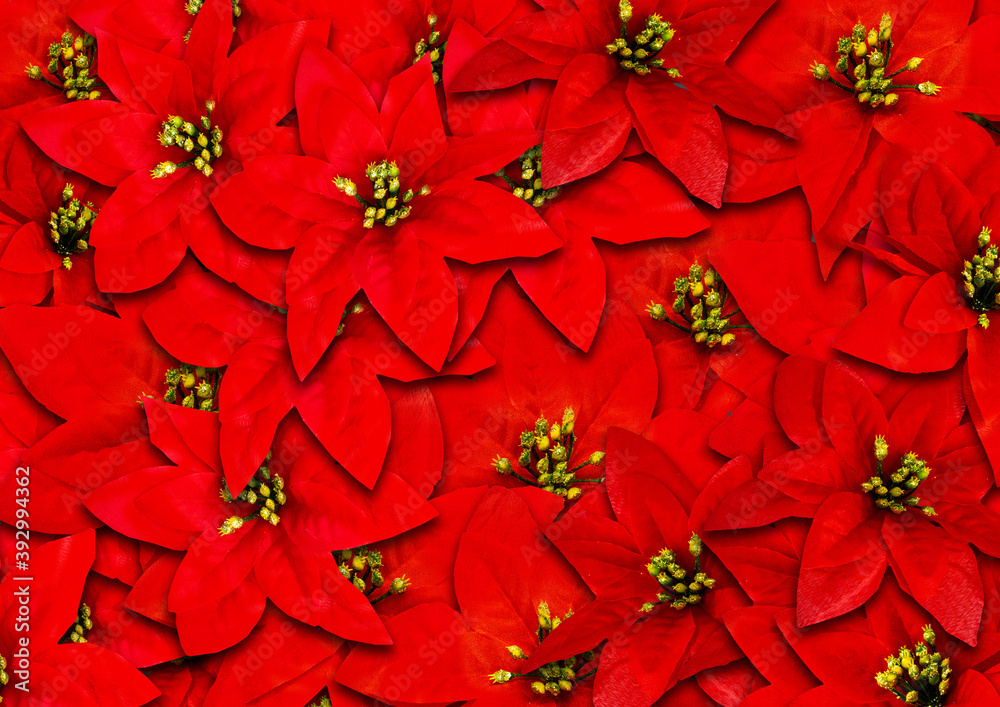 Red christmas poinsettia flower background