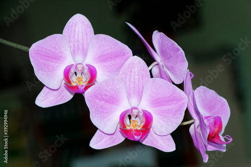 pink orchid flower  Delicate orchid