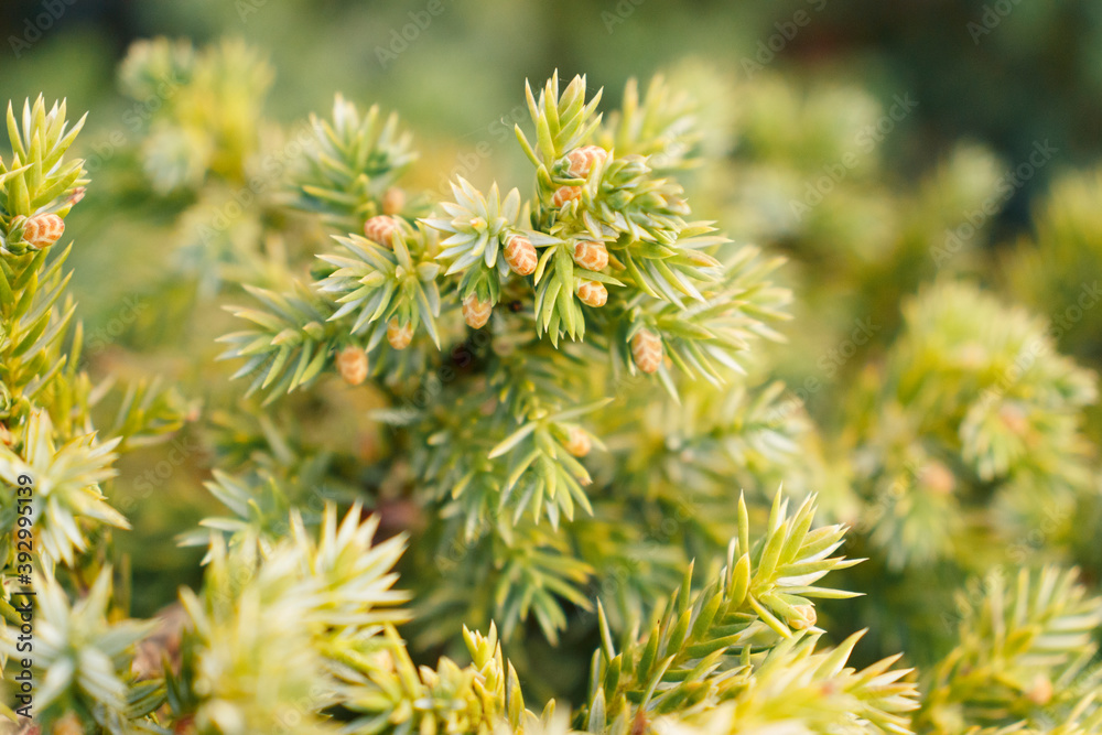 Common juniper bush. A berry with useful and medicinal properties. Close-up. Common juniper bush. A berry with useful and medicinal properties. Close-up.