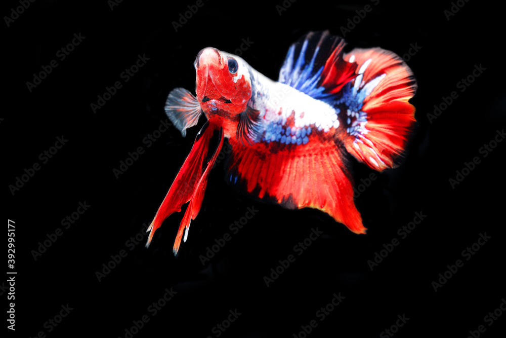 Obraz premium close up of Betta Siamese fighting fish, Betta splendens Pla-kad