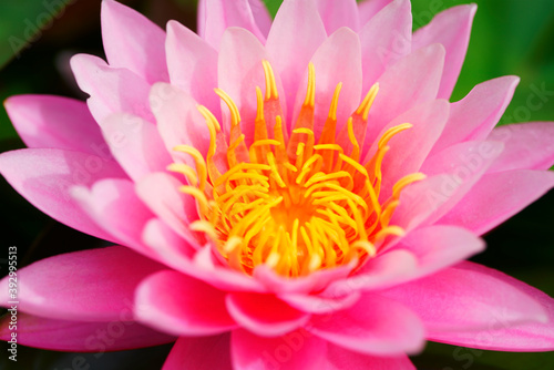 lotus flower in pond