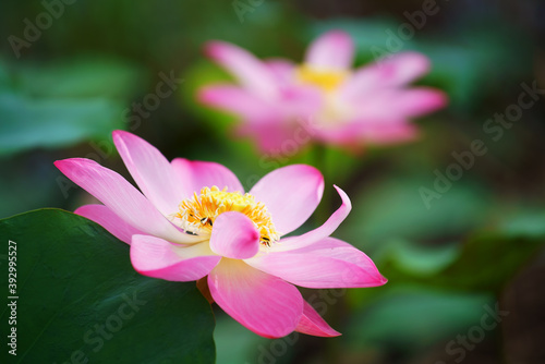 beautiful blooming lotus flower background