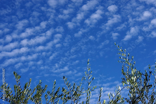 Formation of small white clouds in a blue sky with twigs of an olive tree in the foreground