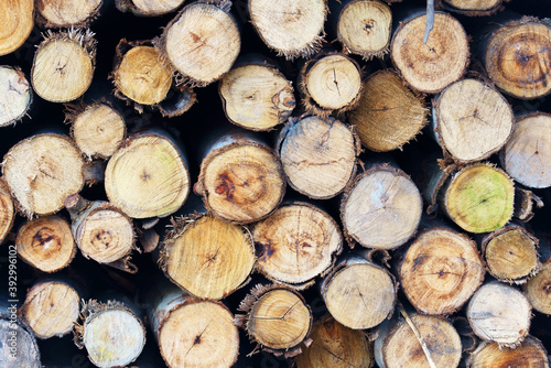 lumber trunk tree material texture