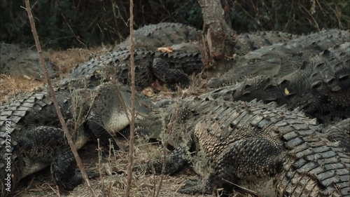 Crocodiles 2