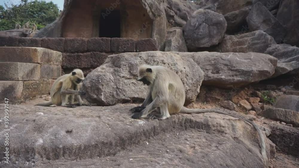 Monkeys sitting on rocks at a stone carved temple