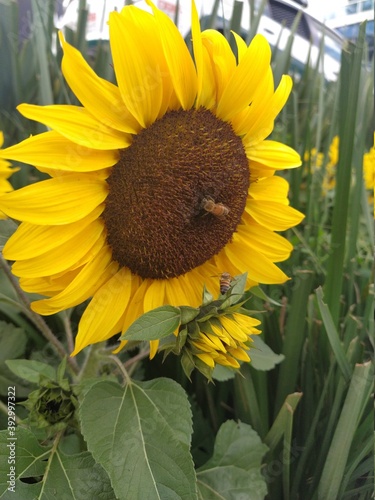 Girasoles primavera verano abejas 