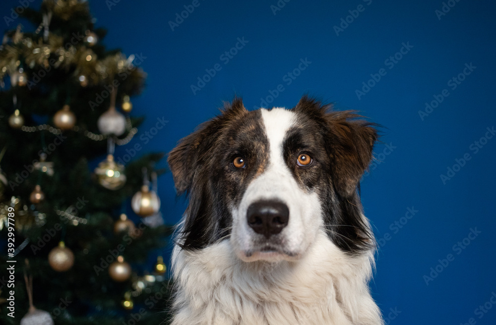 portrait of beautiful shepherd dog in front of christmas tree
