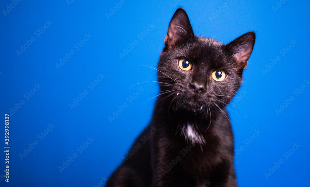 portrait of cute little black cat