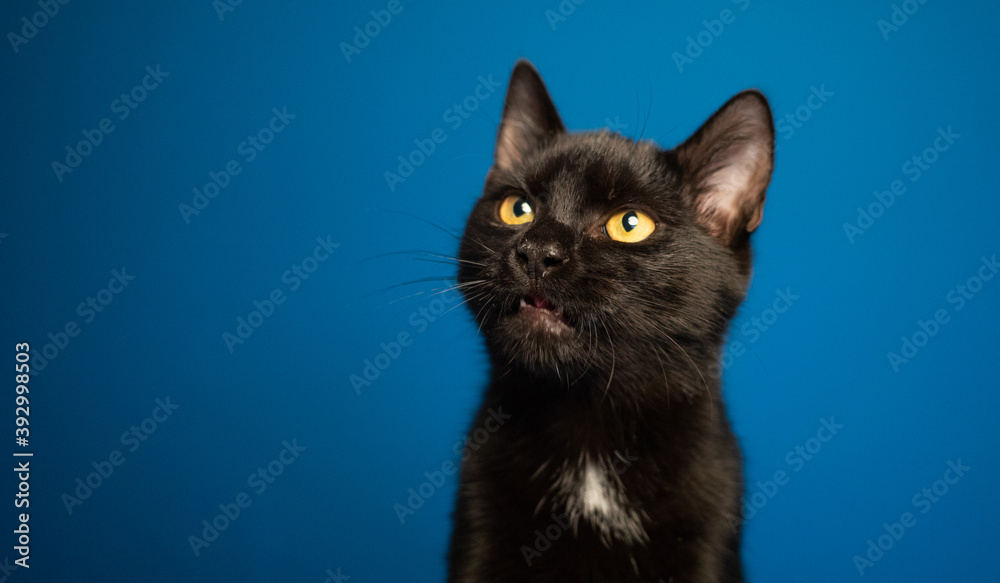 portrait of cute little black cat