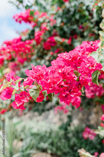 Pink Flowers