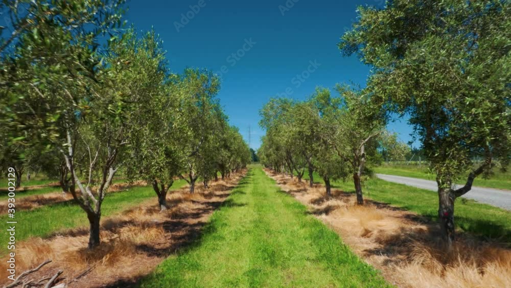 Olive grove on sunny summer day with long grass in-between rows Olive grove on sunny summer day with long grass in-between rows