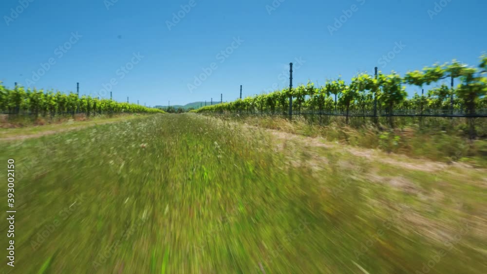 Grass blowing in wind with sheep and olive grove Grass blowing in wind with sheep and olive grove