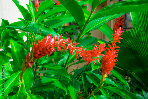 Ginger flower on green leaf, tropical plant known as King jungle or Queen jungle photo