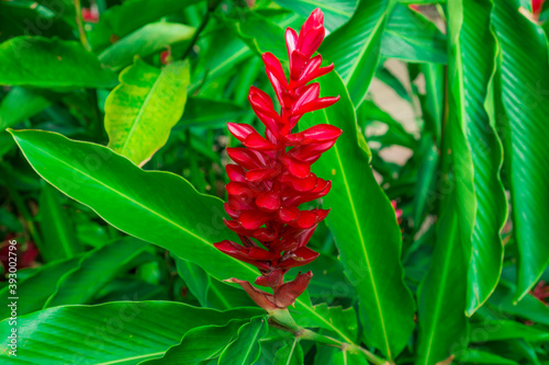 Ginger flower on green leaf, tropical plant known as King jungle or Queen jungle photo