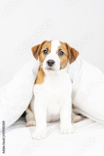The puppy sits under the covers at home on the bed