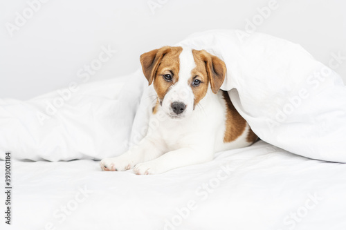 The puppy lies under the covers at home on the bed