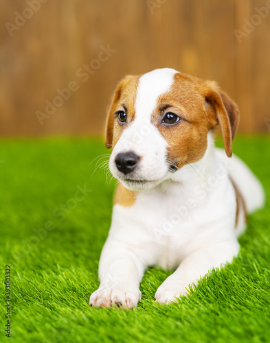 Jack russell terrier puppy lies in an embrace on the grass on the lawn of the local area
