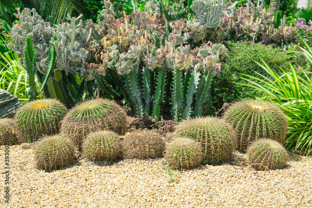Cactus garden, decorated with Cactuses, brown pebble, green leaf plant and shrubs Cactus garden, decorated with Cactuses, brown pebble, green leaf plant and shrubs