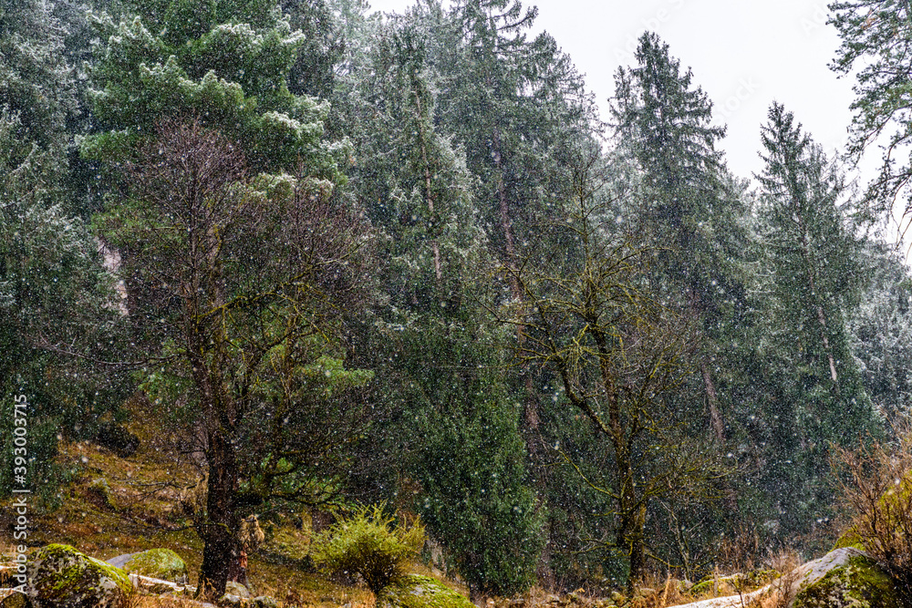 Winter landscape with snow falling on Alpine trees in Himalayas Winter landscape with snow falling on Alpine trees in Himalayas