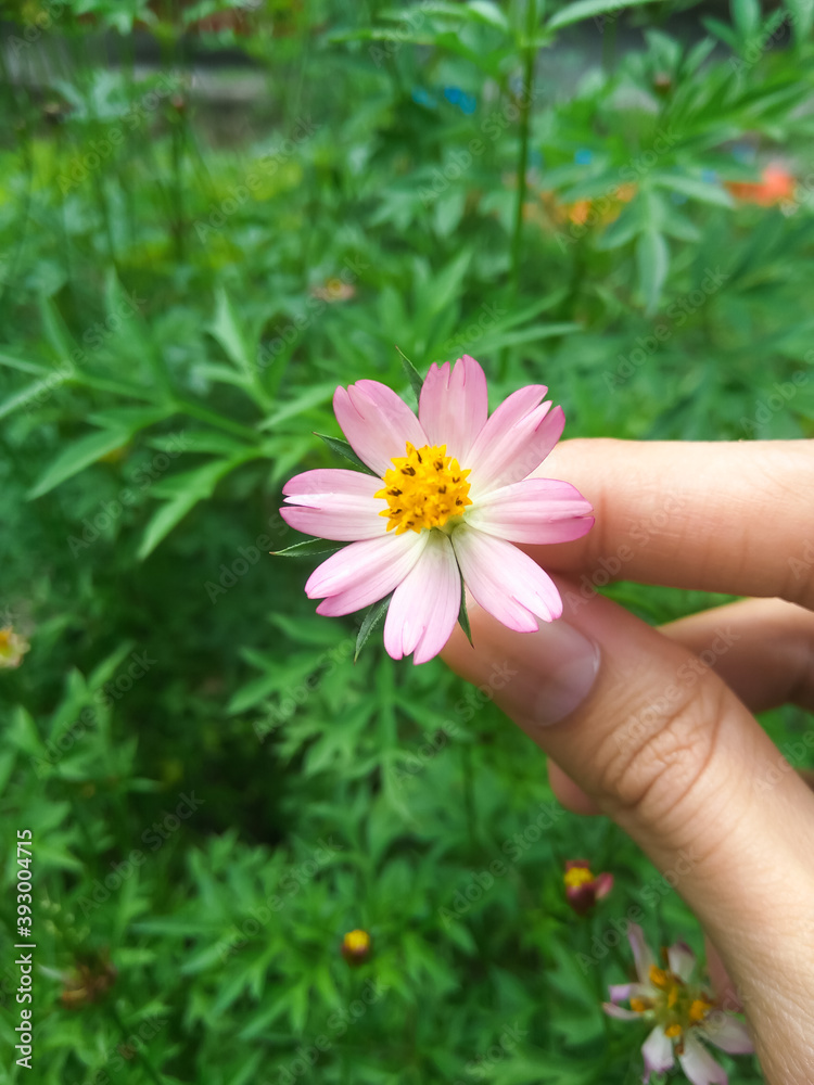 King's Salad Or Cosmos caudatus (Kenikir / ulam raja) palnts flower.
Cosmos caudatus is edible and its common names include kenikir (Indonesia). the leaves of this plant are used for salad. King's Salad Or Cosmos caudatus (Kenikir / ulam raja) palnts flower.
Cosmos caudatus is edible and its common names include kenikir (Indonesia). the leaves of this plant are used for salad.