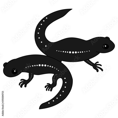 シンプルな線で描かれた2匹のサンショウウオ。体は濡れて光っている。