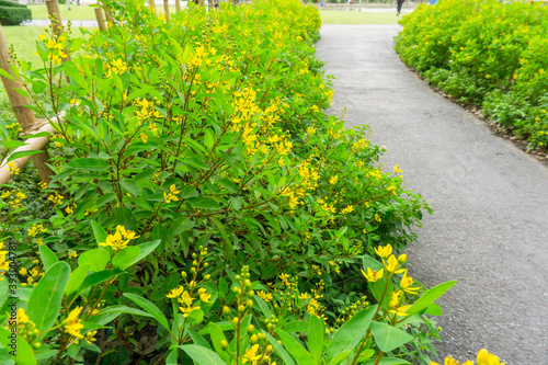 Gold shower known as Galphimia is a yellow flowering shrub photo