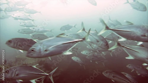Fishes 3