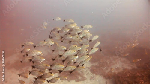 Fishes 4