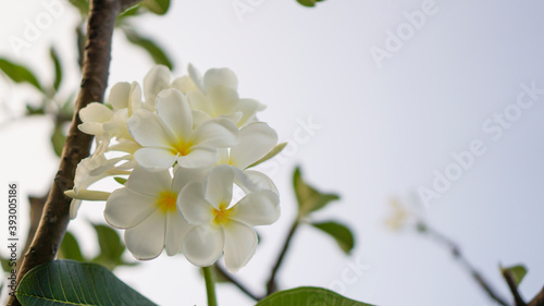 A bouquet of petals Plumeria blooming know as Temple tree  Frangipani  Graveyard tree