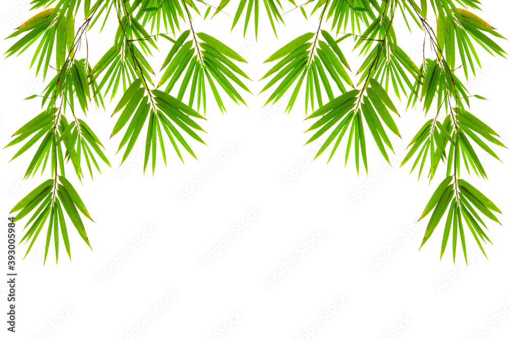 Green Bamboo leaf isolated on white background and copy space di cut with clipping path
