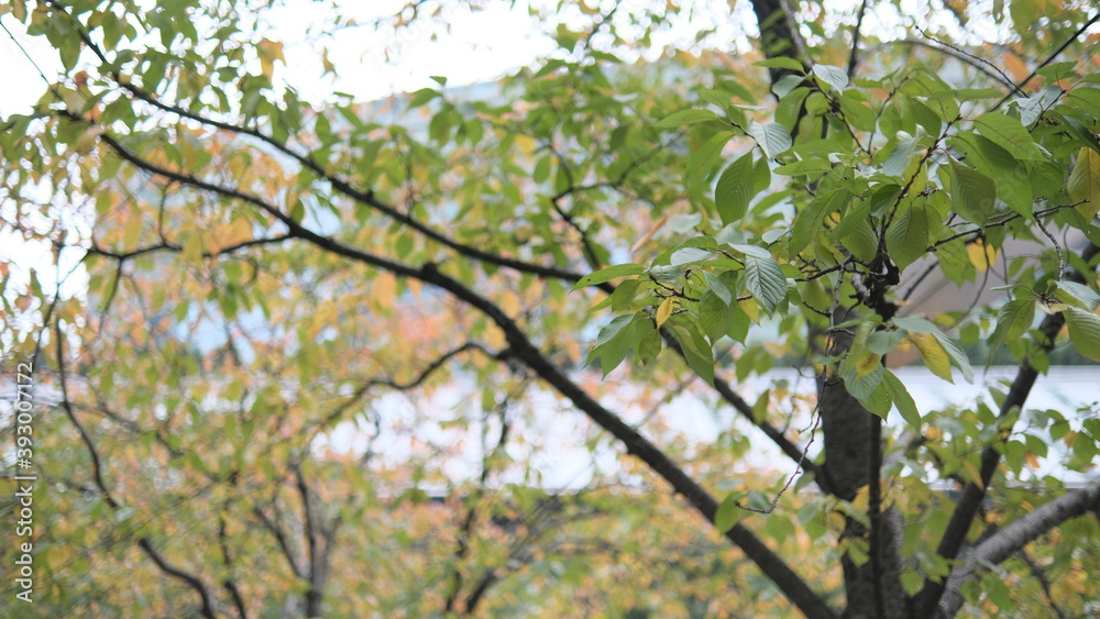 Fototapeta premium branch of a tree