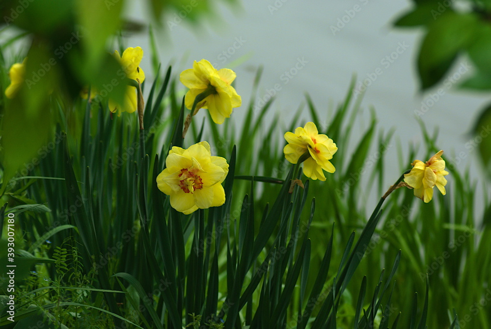 yellow daffodils in the garden yellow daffodils in the garden