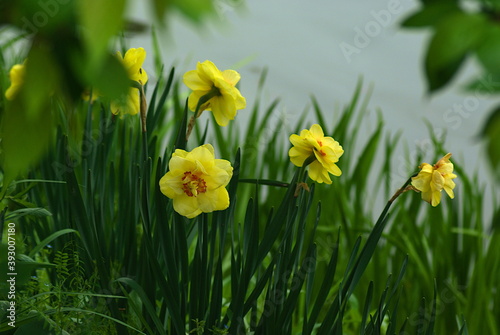 yellow daffodils in the garden