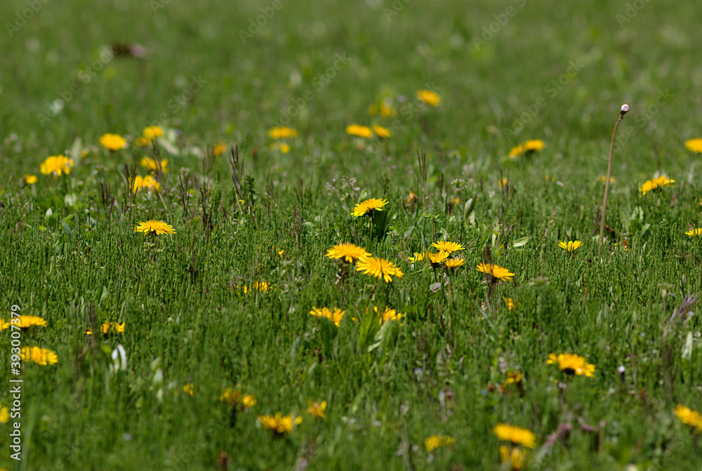 yellow dandelions on grass yellow dandelions on grass